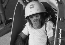 Space Chimp Posing After a Mission To Space