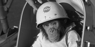 Space Chimp Posing After a Mission To Space