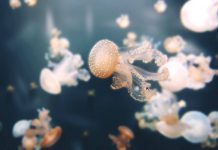 Underwater Wonderland