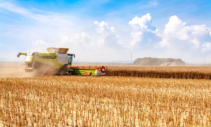 harvester harvests ripe grain in the field