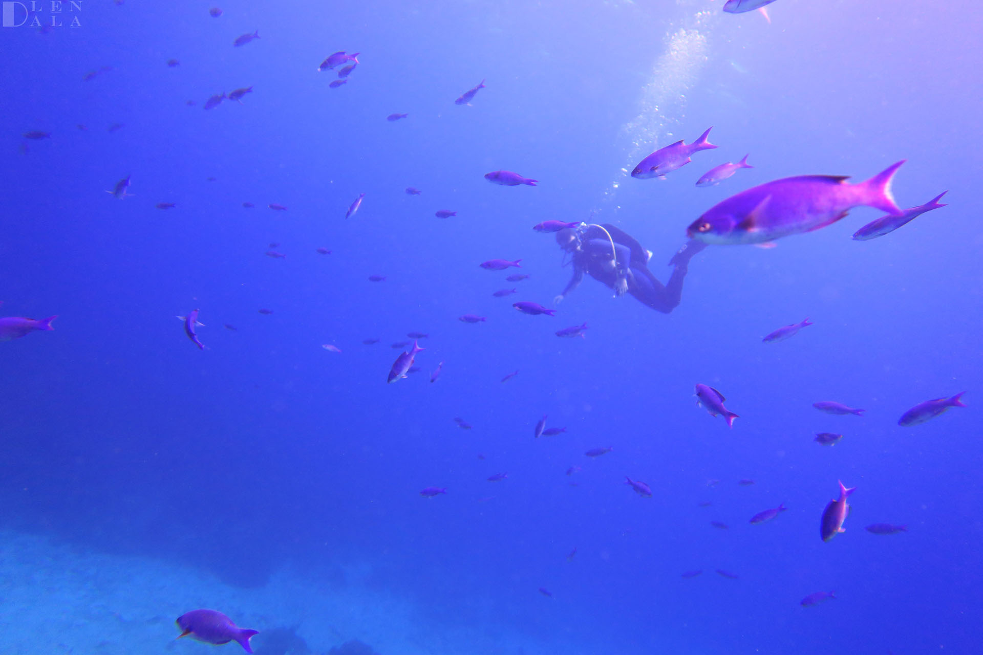 Explore the World's Best Diving Locations Newspaper Scuba Pro Demo