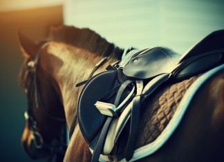Sport picture of the day: the flying horse