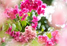 Garden-Gorgeous Wedding Bouquets