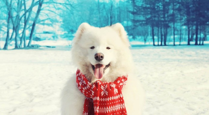 Lady Gaga Goes for Chicago’s Icy Polar Plunge