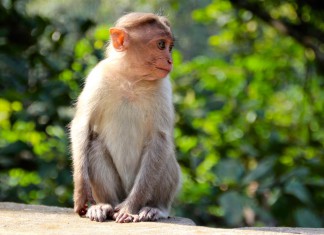 Justin Bieber Wants to Get Another Monkey