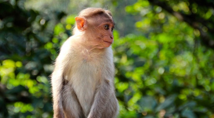 Justin Bieber Wants to Get Another Monkey