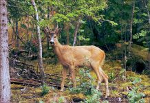 All of Earth’s forests sustain the most complex ecosystems