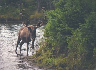 Wild photography session in island