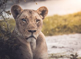 Tracking and living among lions in wild Kenya