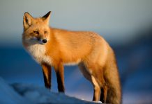 Northern Russia is home of the big wild siberian ecosystem