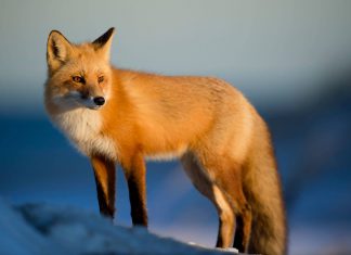 Northern Russia is home of the big wild siberian ecosystem