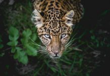 The amazonian wilderness one of the most unique in the world