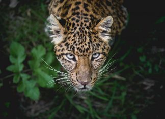 The amazonian wilderness one of the most unique in the world