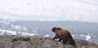 Last chance to meet the few of the carpathian brown bears