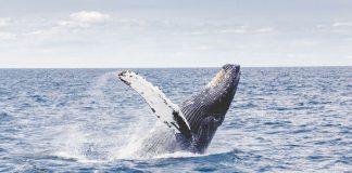 I found that oceans still hold the world’s biggest mysteries