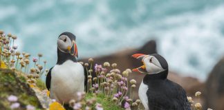 These exotic bird species caught me completely off guard